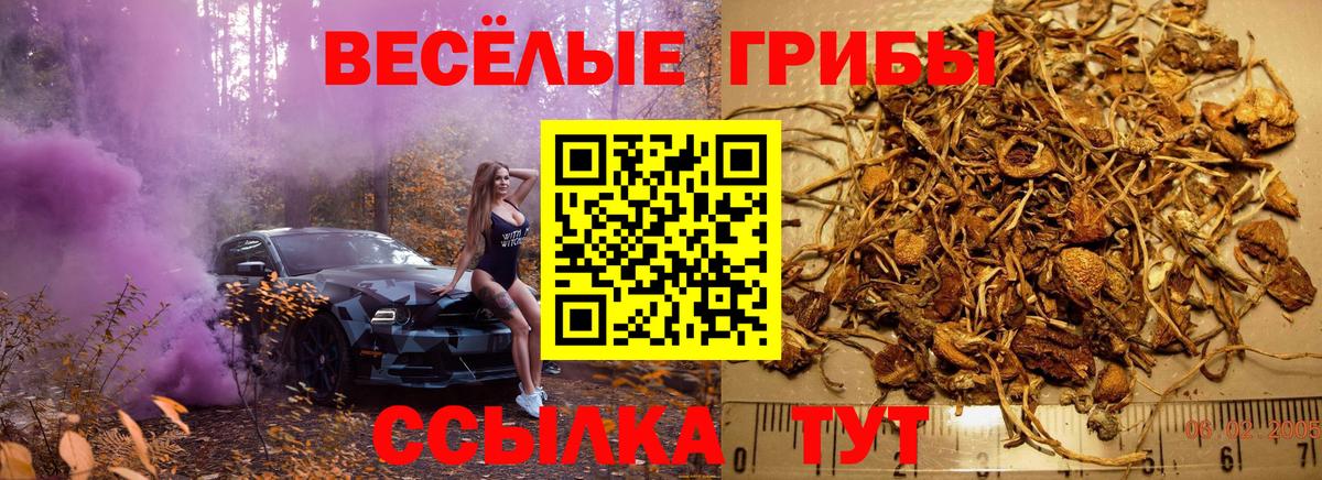 Красногорск  Псилоцибиновые грибы Psilocybine cubensis  Вход с VPN 